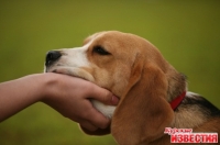 Почему именно собака — лучший друг человека?