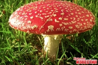Опасные грибы!