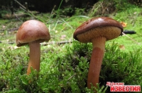 Как не отравиться грибами