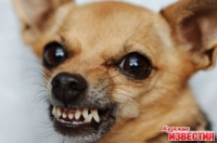 Пьяный курянин избил двух пенсионеров и сторожевую собаку