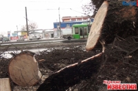 В Курске на улице Энгельса срубили 20 многолетних елей