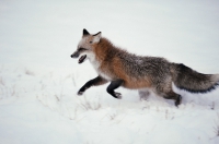 Каждые десять минут в мире умирает человек от бешенства!