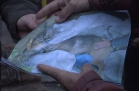 Собак застрелили дротиками и бросили на детской площадке