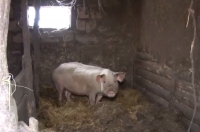 Из сарая 92-летнего ветерана Великой Отечественной войны «пропал» поросёнок
