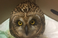 Воронежские волонтеры выпустили сову, которую сбила машина под Курском