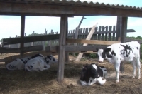 В Курской области из подворья монастыря злоумышленник похитил двух телят