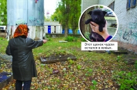 Курская полиция проводит проверку по факту массового убийства животных