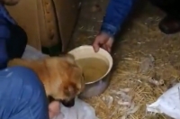 Курские волонтёры спасли собаку из ямы под Курчатовом