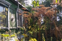 Война с борщевиком. Курская область сдаётся без боя