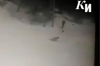 В сети появилось видео убийства собаки в курском СНТ «Мир»