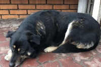 В Курске появилась местная Хатико