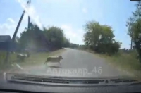 В Курской области произошло ДТП с участием барана (ВИДЕО)