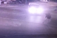 Появилось видео момента столкновения иномарки и лося в Курске