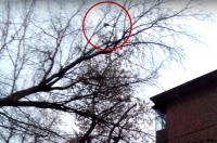 Куряне спасли кота, который больше суток просидел на дереве