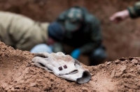 В Касторенском районе поисковики отрядов «Курган» и «Курский фронт» подняли останки пятерых советских солдат