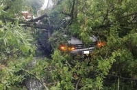 В Курске дерево упало на проезжающий автомобиль