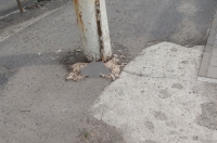 Дохлую кошку не убрали с тротуара после распоряжения мэра Курска