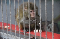 «Сказке» конец. В Курской области закрывается один из крупнейших мини-зоопарков