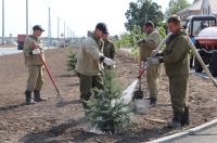 Курский губернатор ищет украденные голубые ели