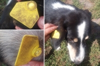 После скандала с бирками САБ по уборке г.Курска сообщил, что закупит другие