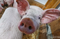 Россельхознадзор: в Курской области затягивается процесс ликвидации очага АЧС