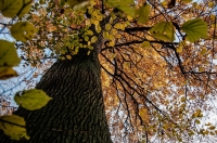 Администрацию Льгова курское УФАС обязало вернуть отданный в аренду лес