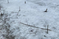 В Курске на улице Просторная срезали молодые саженцы