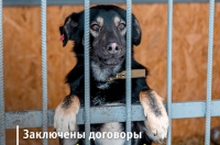 Курская мэрия заключила договоры на отлов бродячих собак