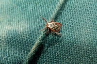 В Курской области проснулись клещи