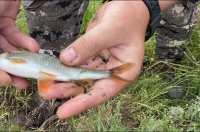 Курский рыбак показал чиновникам и журналистам рыбу с зелёной слизью из Сейма