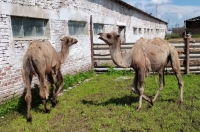 Верблюдов в Курскую область доставили из Калмыкии в качестве подарка