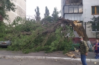 В Курске на ПЛК дерево упало на машину