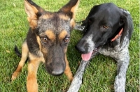 Губернатор Курской области Роман Старовойт сообщил, что его собаки Тим и Кона подружились