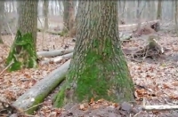 Куряне беспокоятся о вырубленных ради лыжной трассы дубах