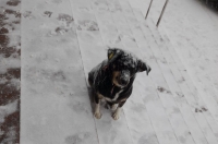 В Курске заключили контракты на отлов бродячих животных