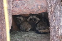 Владельца курского приюта для животных «Милена» оштрафовали на 650 тыс. рублей