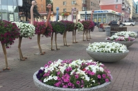 В Курске летом не будут устанавливать страусов