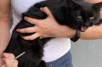 В апреле в Курске пройдут 8 акций по бесплатной вакцинации домашних животных от бешенства