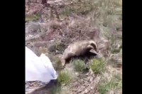 В Курской области спасли упавшего в яму барсука