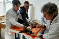 На территорию Курской ГСХА забрела косуля