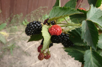 В Курске 23 августа будет ясная погода