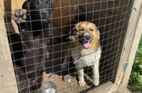 Глава Курской области погасил долг приюта «Право жить» перед ветклиниками