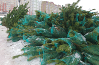 В Курске выявили 3 незаконных ёлочных базара