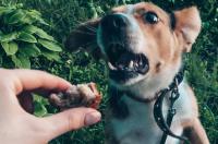 В 5 районах Курской области созданы зоны натаски охотничьих собак