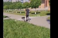 В Курске полиция начала проверку по видео с нетрезвым мужчиной с хаски