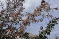 В Россельхознадзоре рассказали жителям Курской области, куда сообщать об американской бабочке