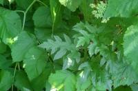 В Курске на Северном кладбище более 1 га обработали от борщевика