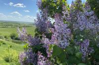 В Курской области 28 мая потеплеет до 23 градусов