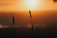 В Курской области создана особо охраняемая природная территория «Балка Ченки»