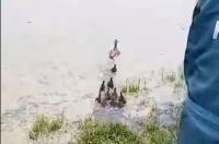 Курские спасатели отвезли на водоём заблудившуюся утку с 12 утятами